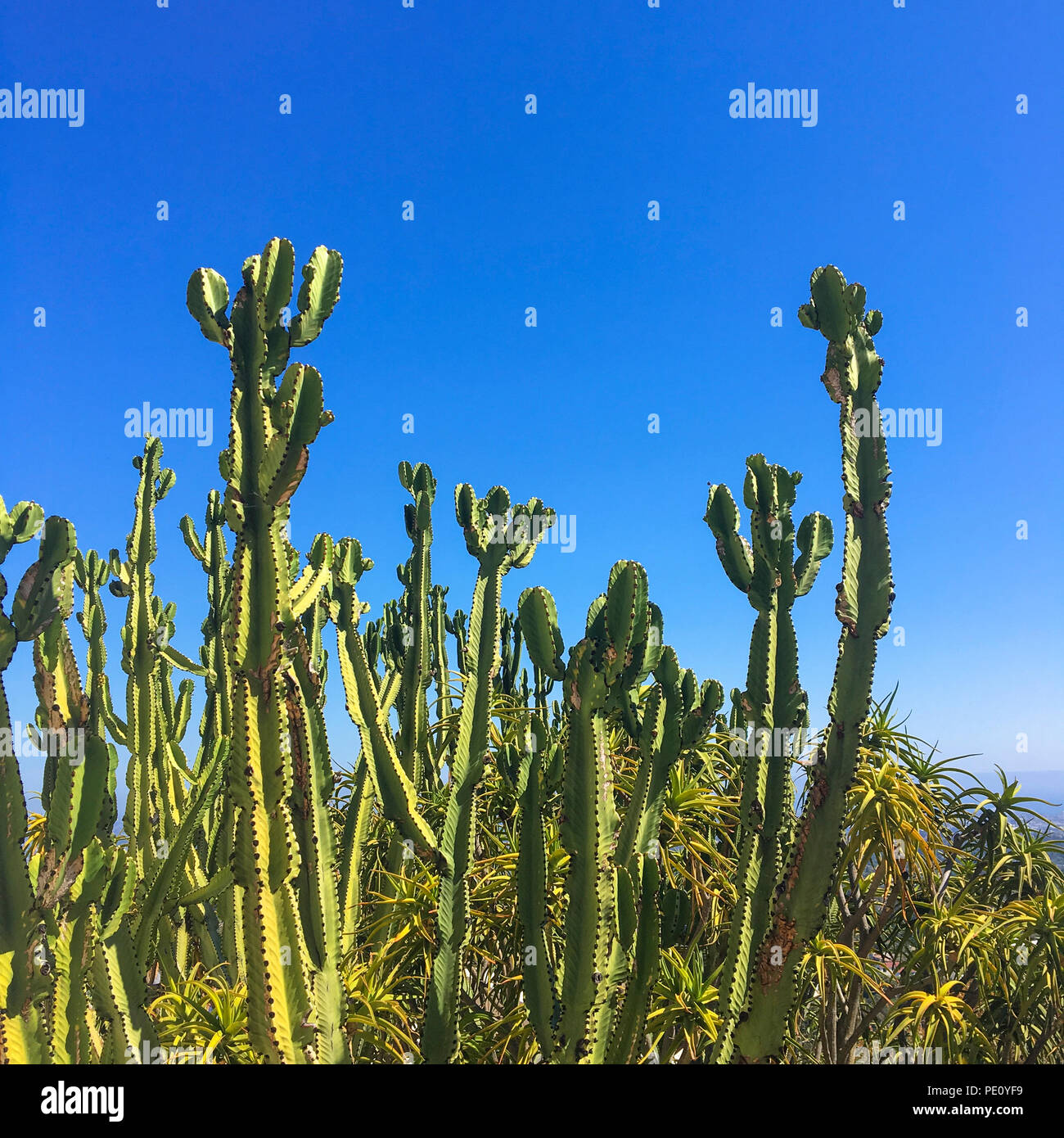 Cereus Peruvianus cactus colonne- arbre plantes grasses succulentes jardin sur un ciel bleu clair. Banque D'Images