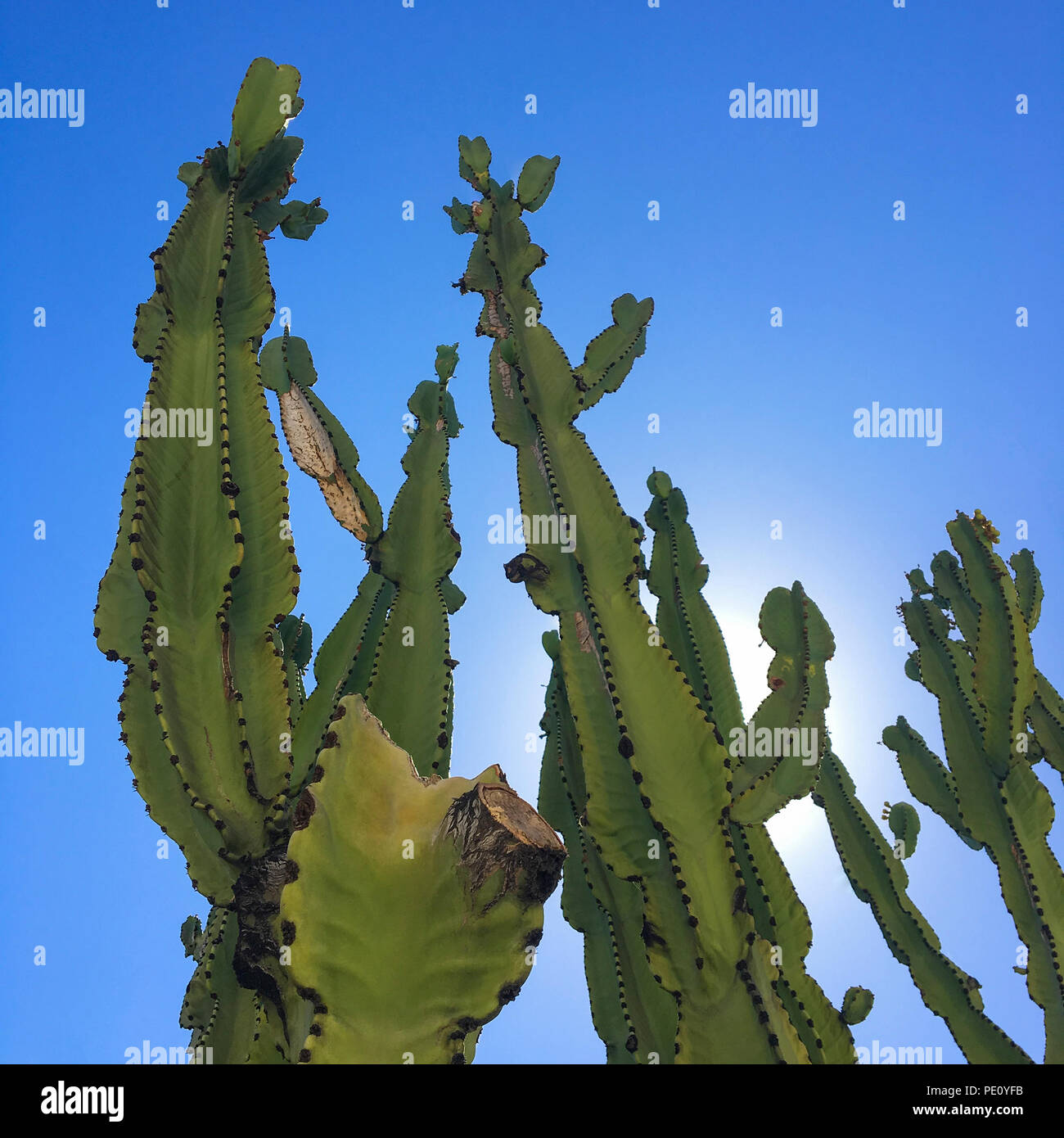 Low Angle View Of Cereus Peruvianus plantes arbres sur un ciel bleu. Succulentes cactus colonne jardin avec copie espace. Banque D'Images