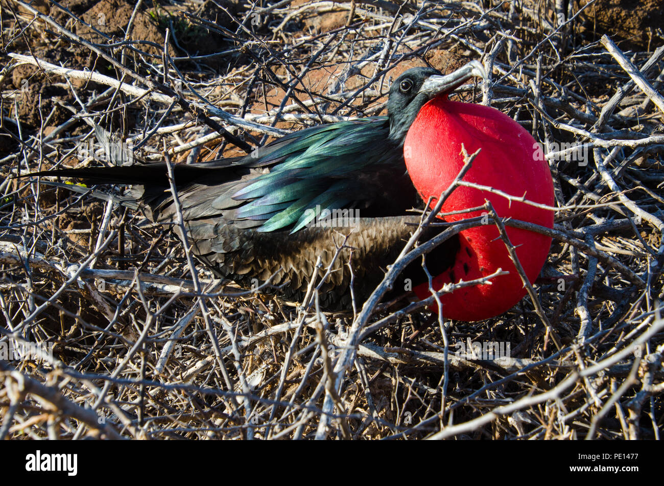 Magnifique Oiseau Frégate Mâle Gonflé Avec La Gorge Rouge