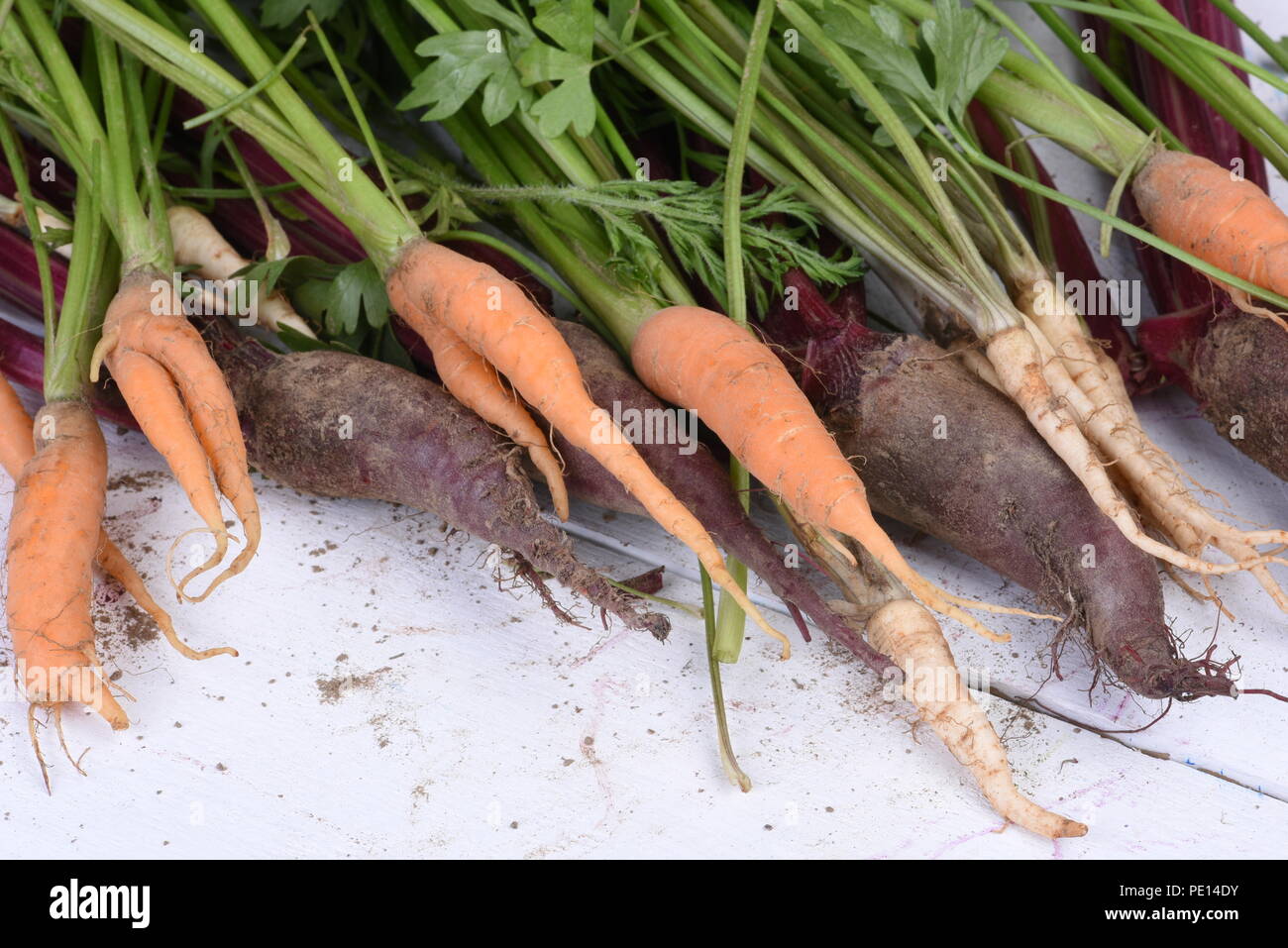 Au début de la nourriture saine, le persil et les carottes légumes betteraves sur la vieille table en bois Banque D'Images