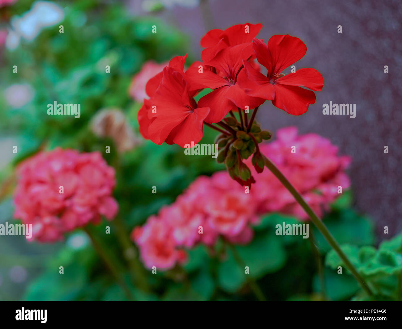 Pélargonium se produit dans un grand nombre de formes, y compris les plantes annuelles, arbustes, plantes grasses et souches, subshrubs géophytes Banque D'Images