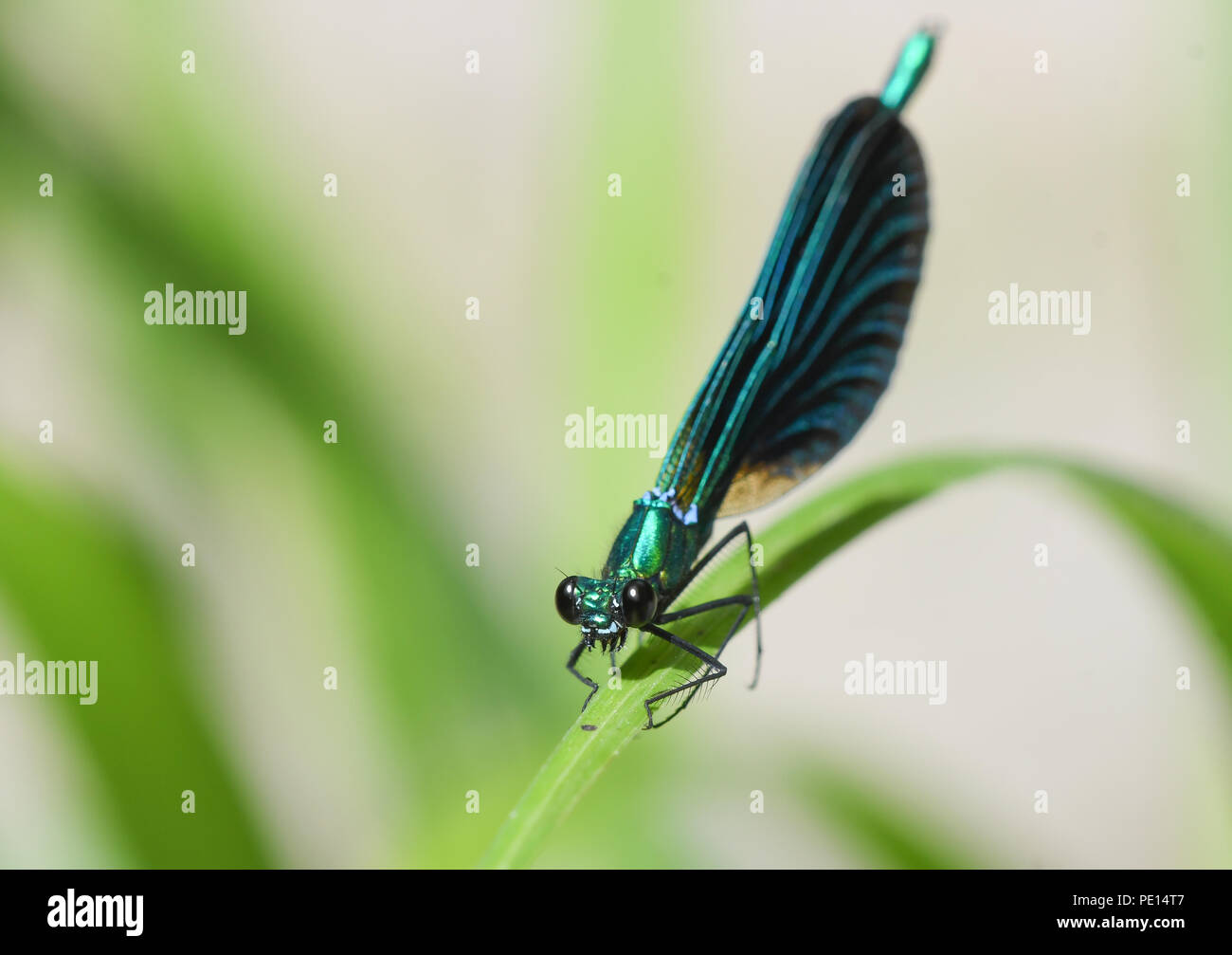 Close-up of male belle demoiselle libellule perché sur un roseau Banque D'Images