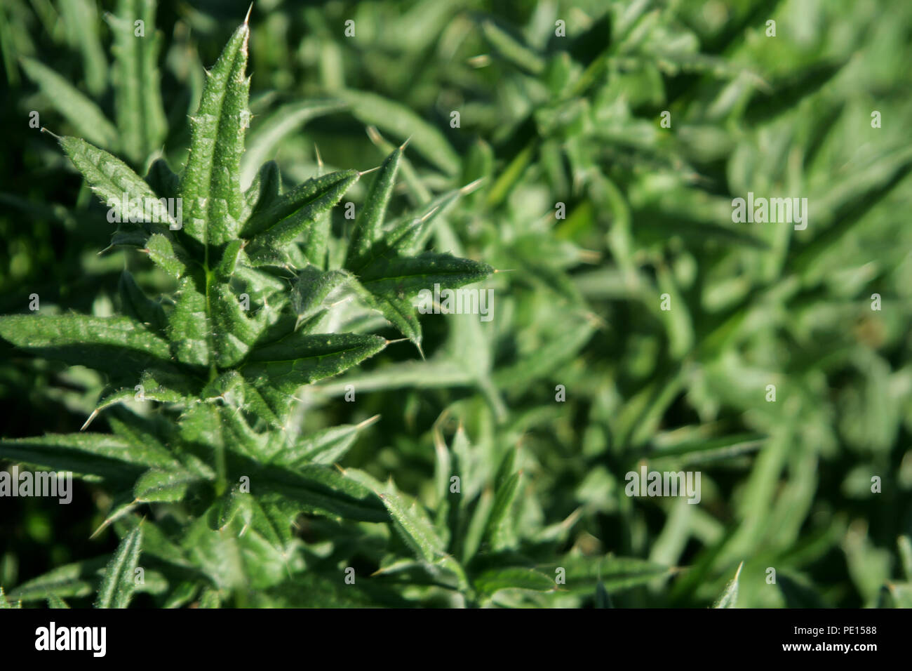 Close up de feuilles de chardon épineux Banque D'Images