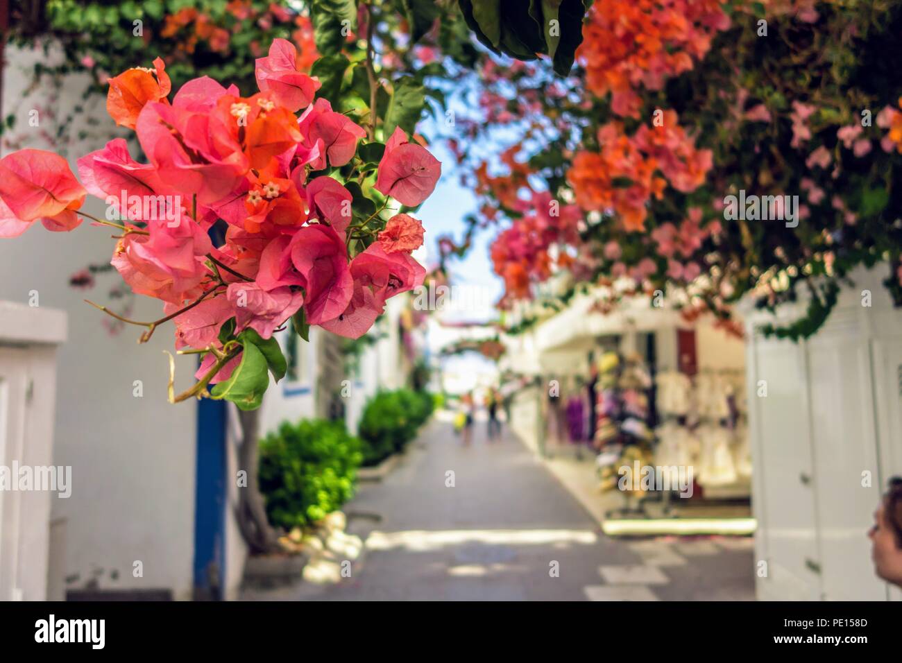 Fleurs suspendues dans une rue de Gran Canary Island Banque D'Images