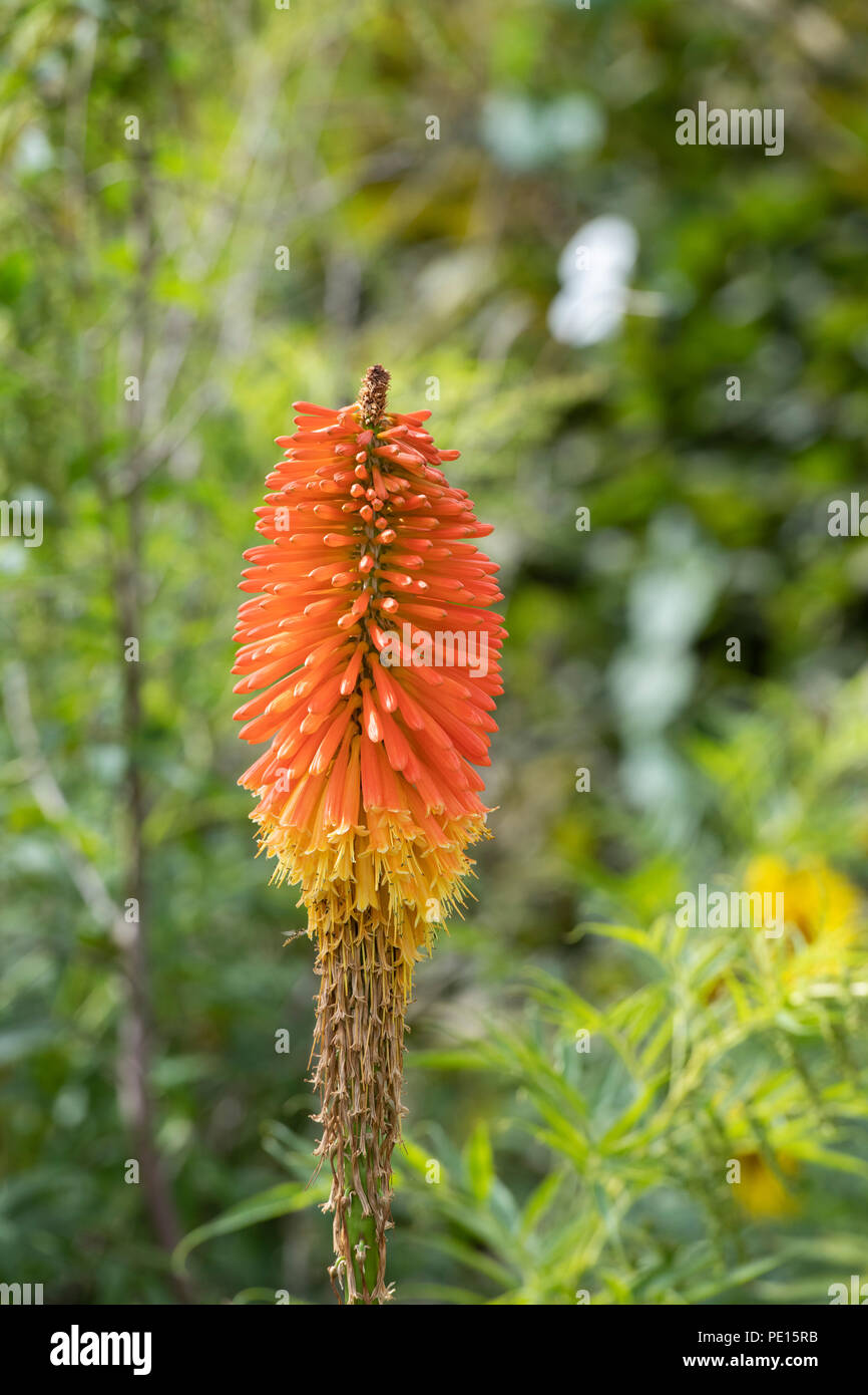 Kniphofia uvaria 'Nobilis'. Red Hot poker fleurs dans un jardin anglais. UK Banque D'Images