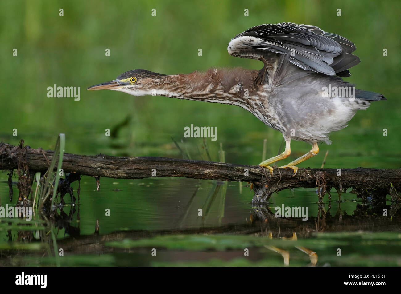 Juvenile héron vert (Butorides virescens) en équilibre sur une branche surplombant l'eau - Ontario, Canada Banque D'Images