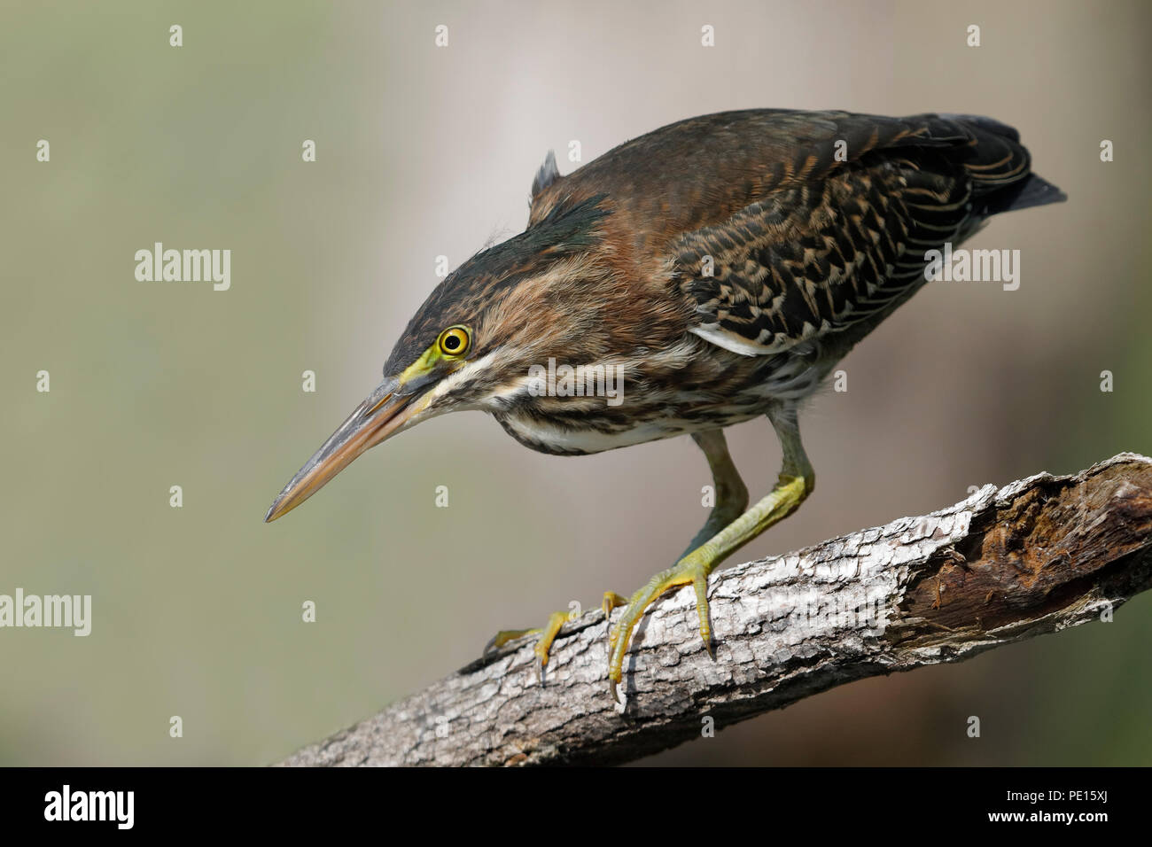 Juvenile héron vert (Butorides virescens) traque sa proie d'une branche surplombant l'eau - Ontario, Canada Banque D'Images
