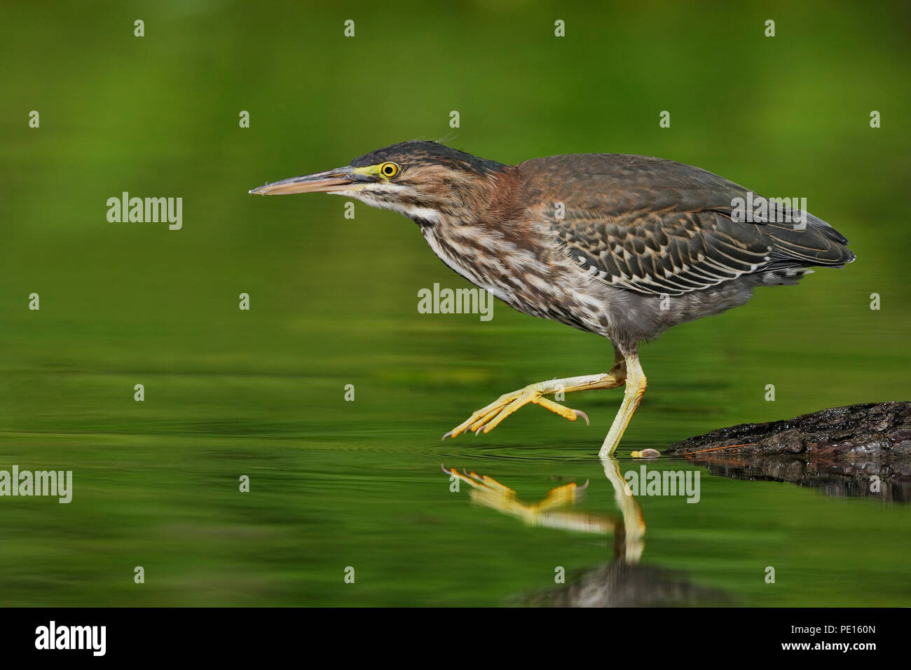 Juvenile héron vert (Butorides virescens) traque sa proie dans une rivière peu profonde - Ontario, Canada Banque D'Images