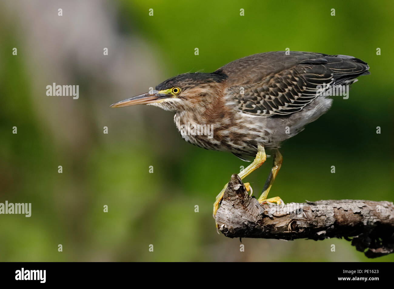 Juvenile héron vert (Butorides virescens) traque sa proie d'une branche surplombant l'eau - Ontario, Canada Banque D'Images