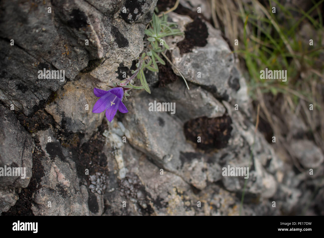 Fleurs violettes de Edraianthus sur le rocher au sommet des montagnes de Piribeg cimenterie Sharr au Kosovo, Serbie Banque D'Images