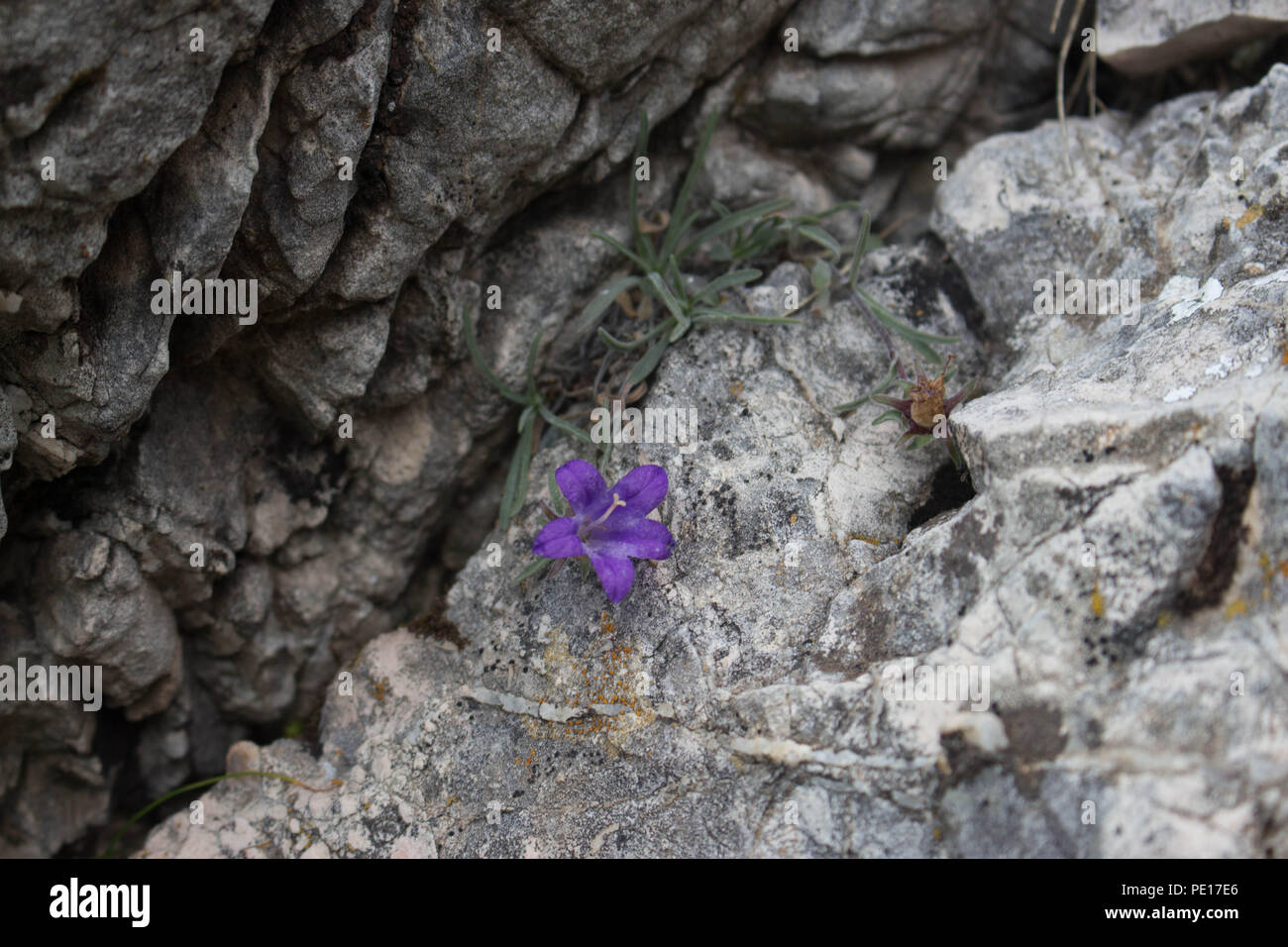 Fleurs violettes de Edraianthus sur le rocher au sommet des montagnes de Piribeg cimenterie Sharr au Kosovo, Serbie Banque D'Images