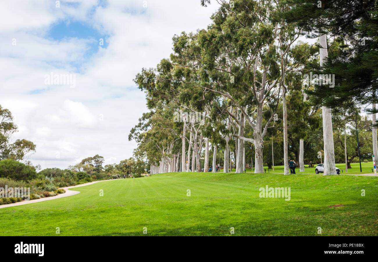 Avenue of Australian gommiers, conduisant dans Jardins Botaniques Kings Park, à Perth, Australie occidentale Banque D'Images