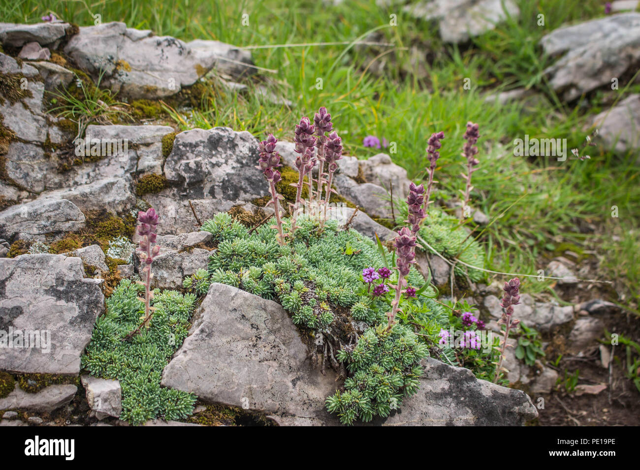 Saxifraga sempervivum sur les rochers sur la cimenterie Sharr, Piribeg montagne sommet mondial sur le Kosovo Banque D'Images