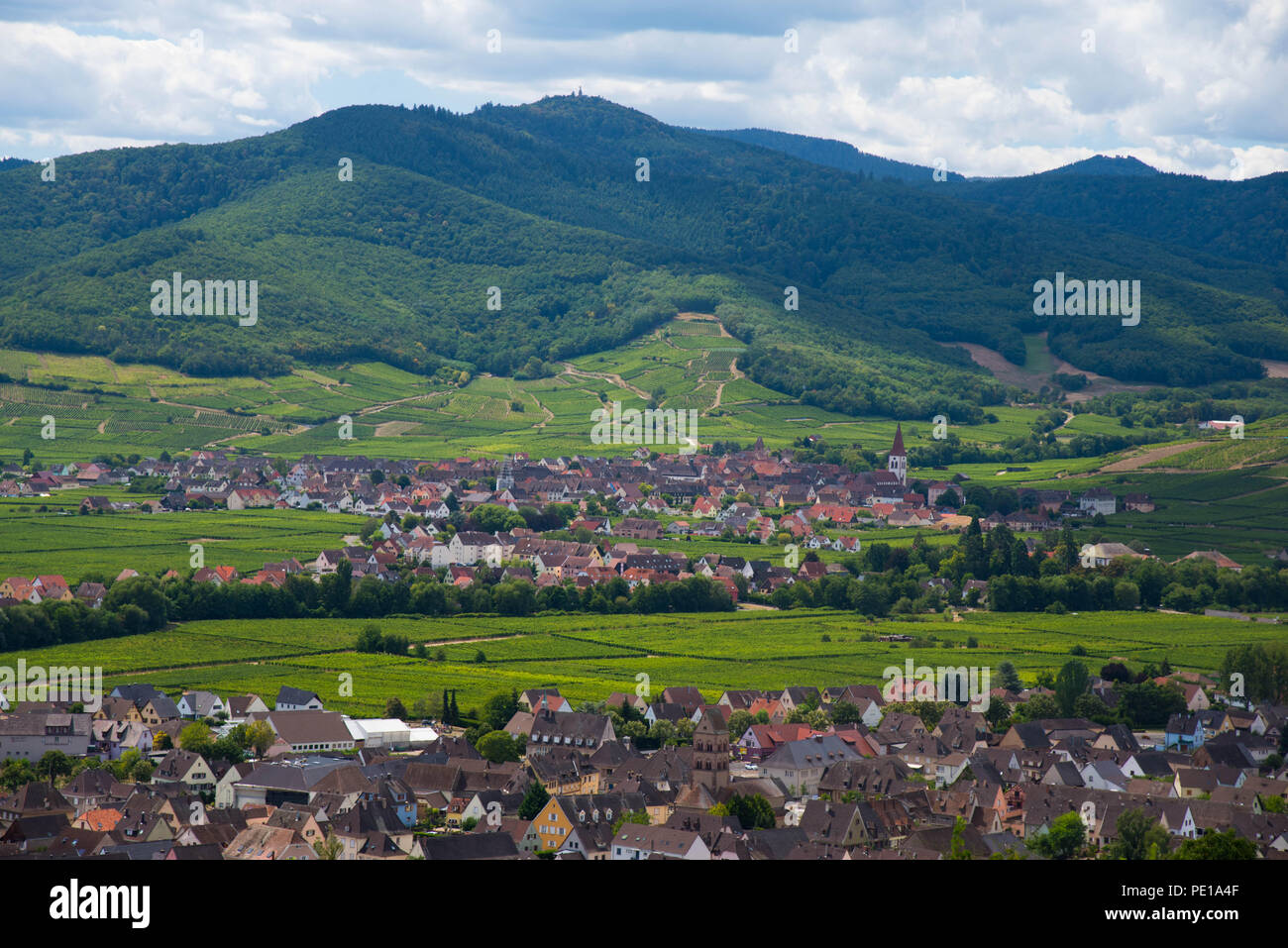 Vignes en Alsace, vue depuis le cimetière militaire de Sigolsheim Banque D'Images