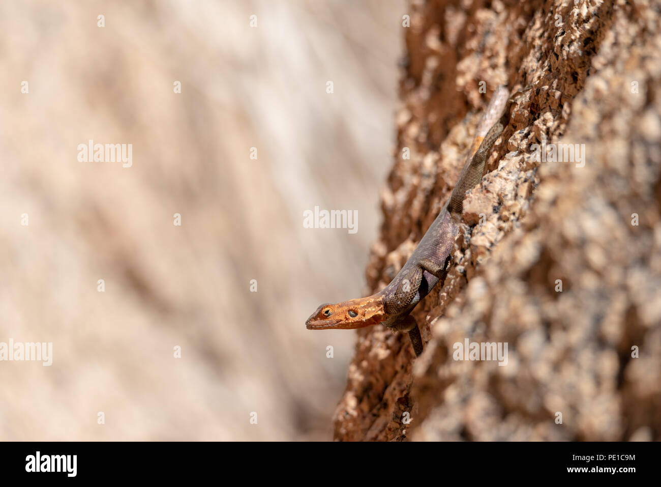 Portrait de l'agama lizard on rock avec du texte et de l'espace fond brun doux Banque D'Images
