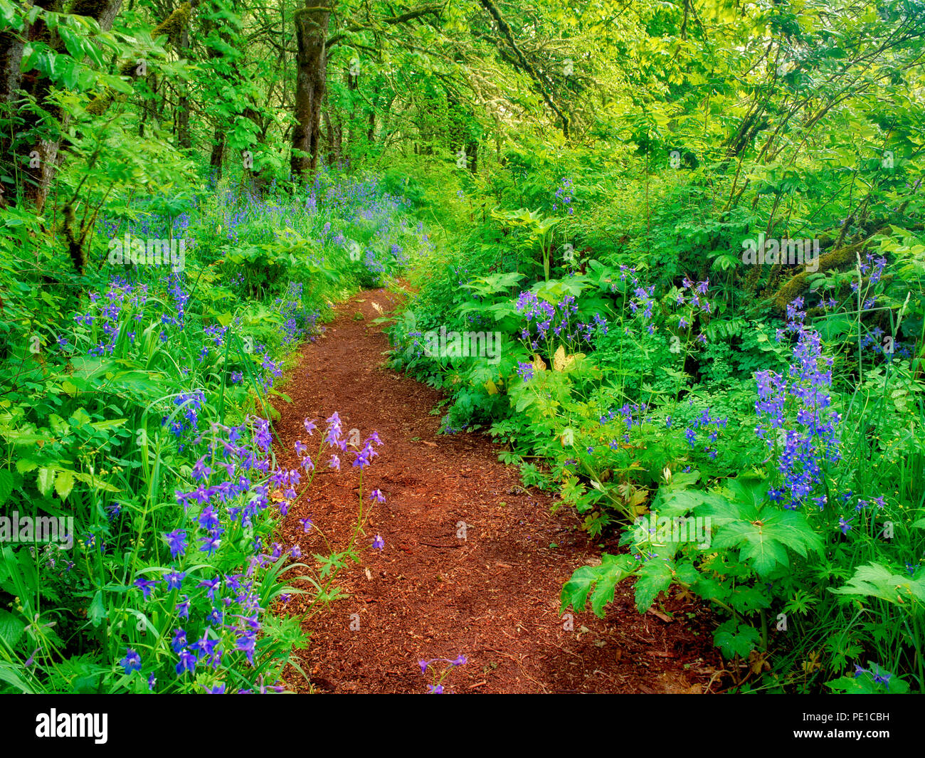 En chemin Mount Pisgah Arboretum avec fleurs bleues. (Delphinium trolliifolium) de l'Oregon. Banque D'Images