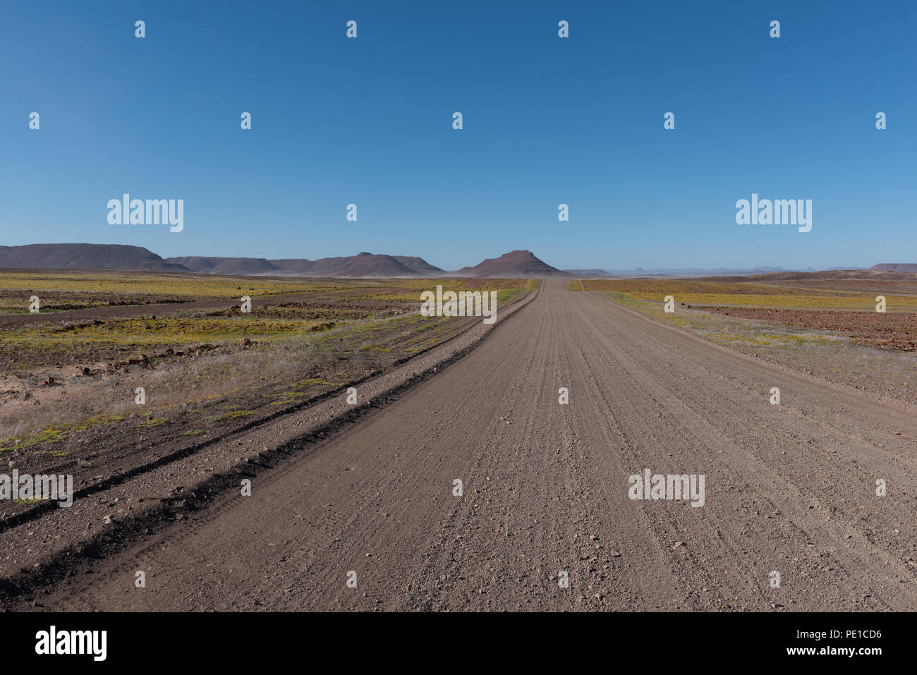 Tout droit de gravier avec des champs de fleurs jaunes des deux côtés après la pluie dans le désert, Namibie Banque D'Images