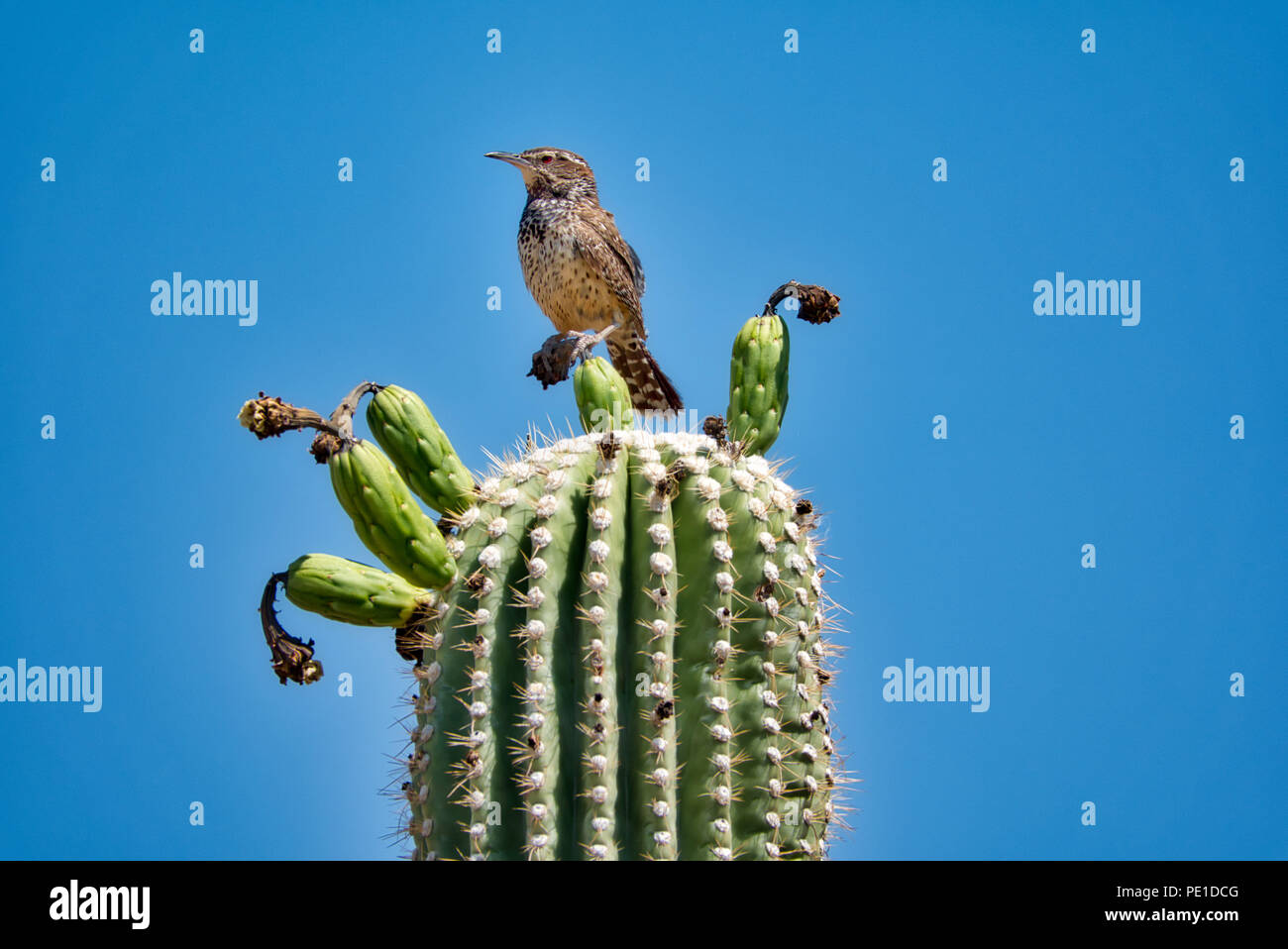 Fruits de cactus Saguaro Cactus avec Wren en désert de Sonora Banque D'Images
