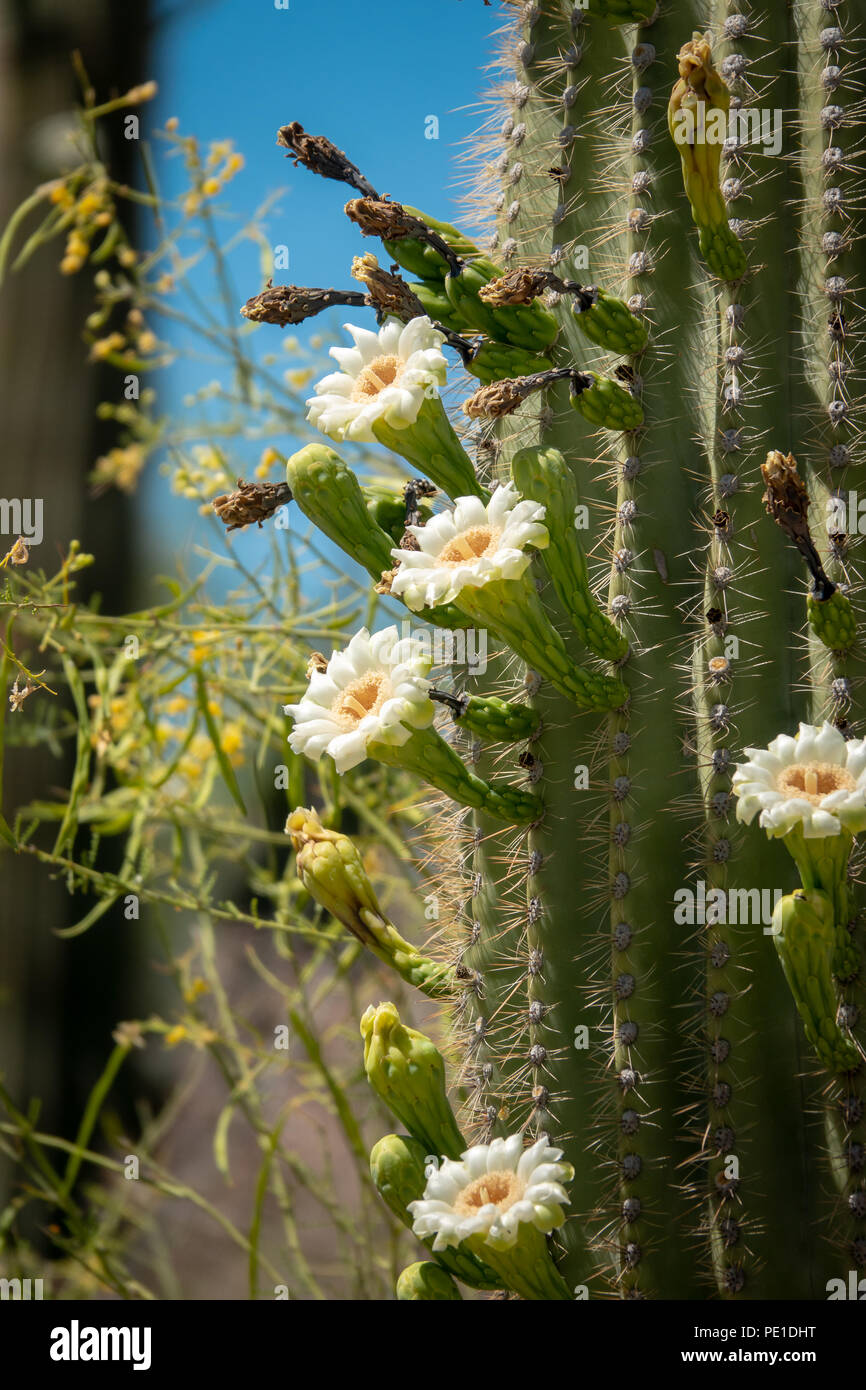 Saguaro Cactus avec fleur fleurs et fruits Banque D'Images