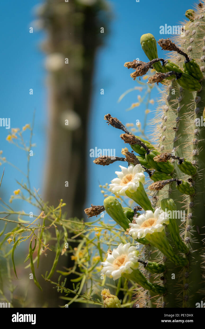 Saguaro Cactus avec fleur fleurs et fruits Banque D'Images