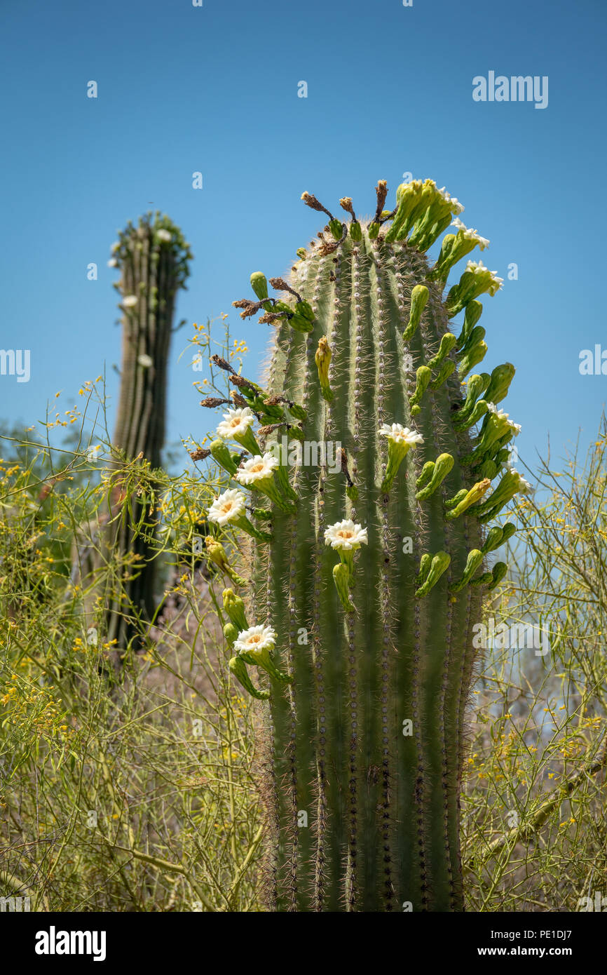Saguaro Cactus avec fleur fleurs et fruits Banque D'Images