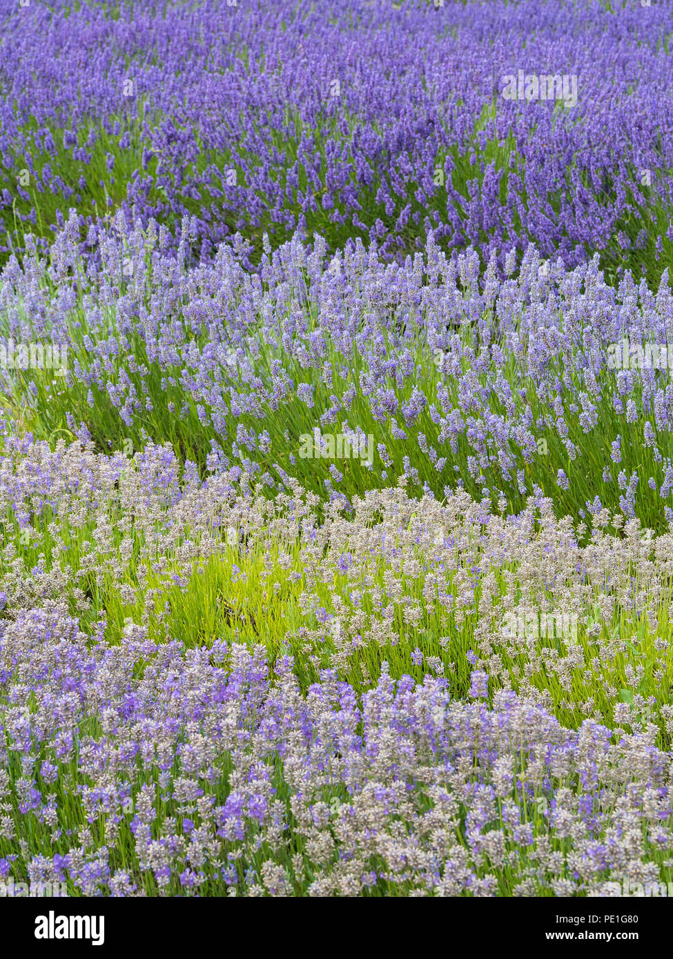 Rayures de Norfolk Lavender en fleur. Banque D'Images