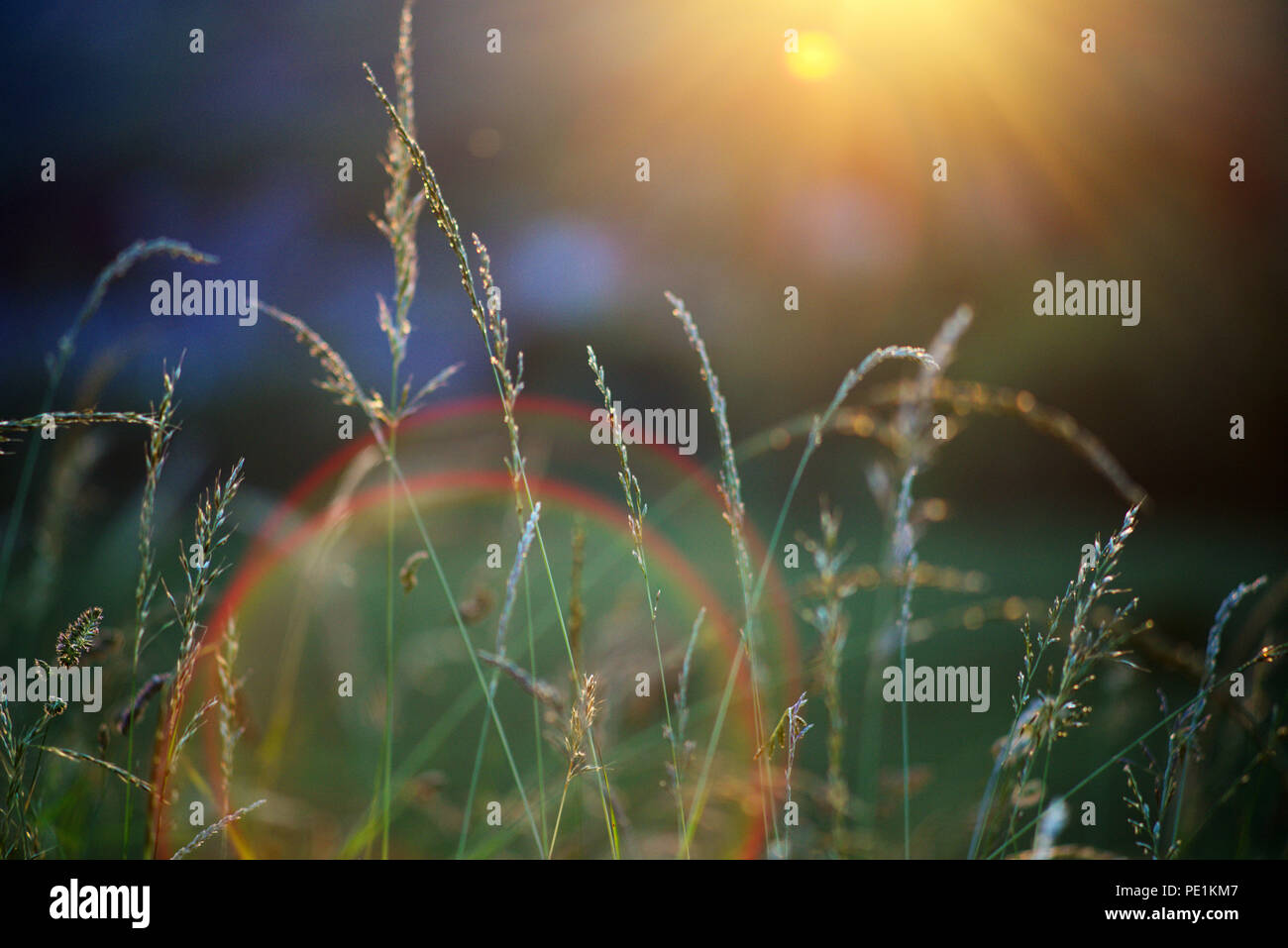 Sun flare sur l'appareil photo un champ vert au cours de l'été - Été concept Banque D'Images