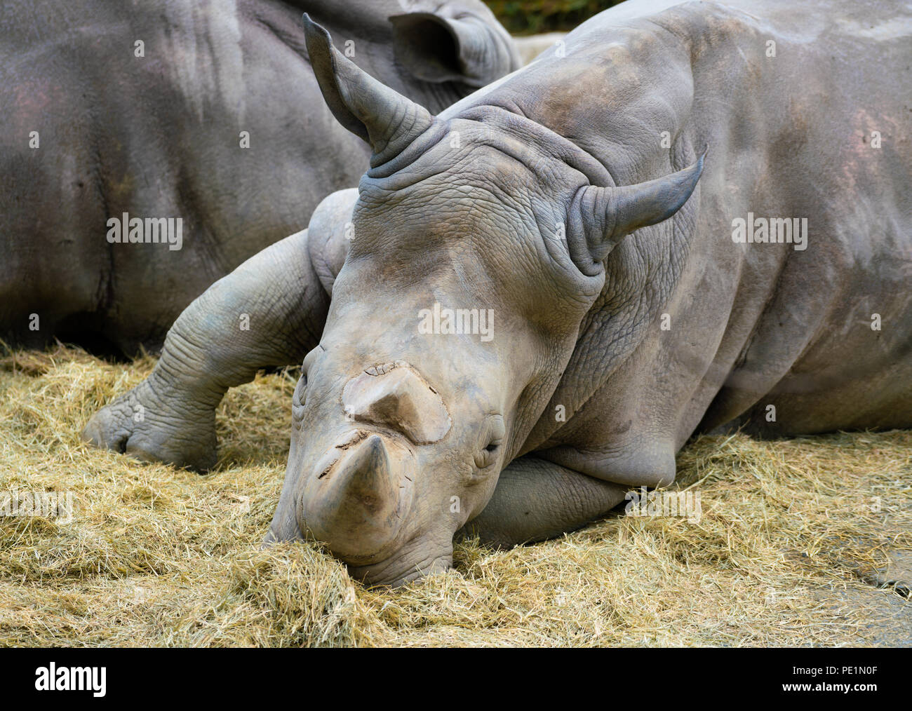 Carré blanc ou-lipped rhinoceros vue rapprochée de la tête et deux cornes Banque D'Images