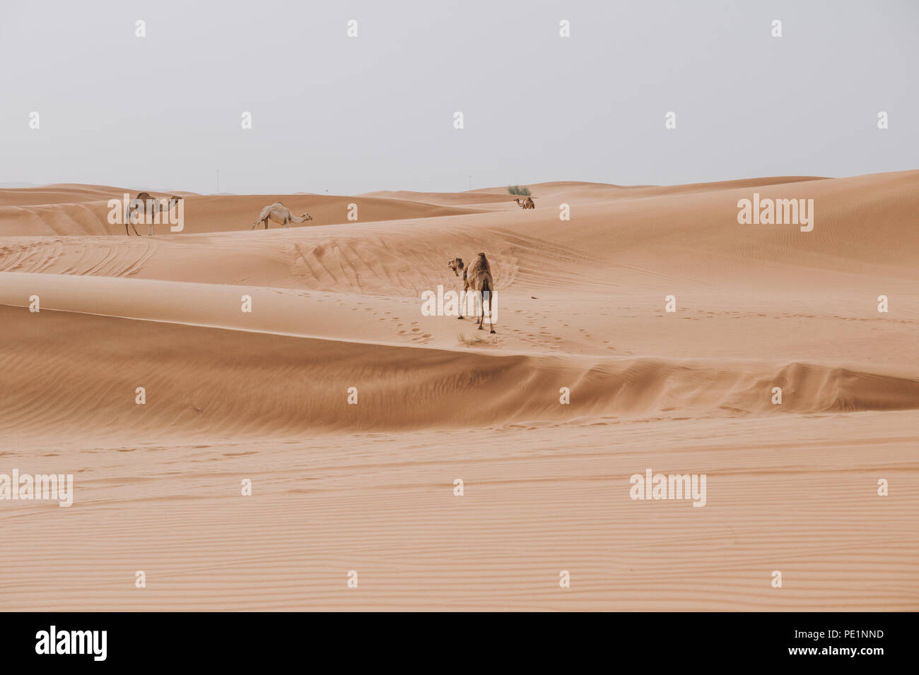 Chameaux marchant dans le désert avec Blue Sky et High Dunes autour Banque D'Images
