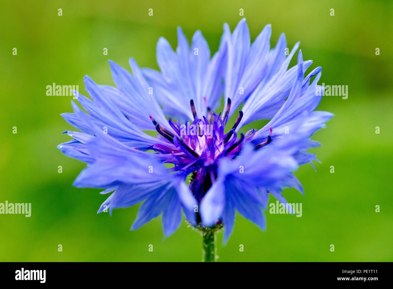 Bleue ou bleuet (centaurea cyanus), gros plan d'une fleur solitaire sur un fond vert. Banque D'Images