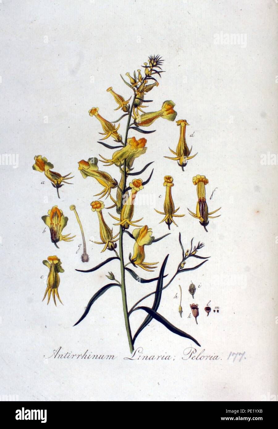 Antirrhinum linaria var. peloria - Flore Batava - volume v3. Banque D'Images
