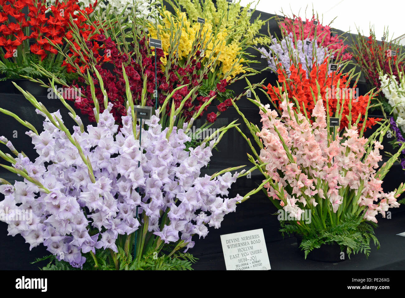 Shrewsbury Flower Show 2018 UK affichage Floral de glaïeul Crédit : Susie Kearley/Alamy Live News Banque D'Images