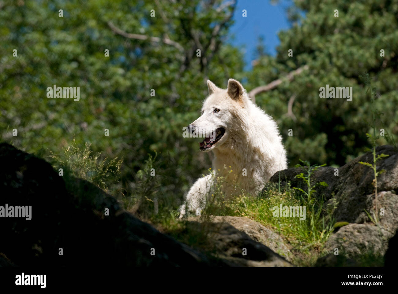 L'Arctique ou du Canada Le loup (Canis lupus) - Portrait Banque D'Images