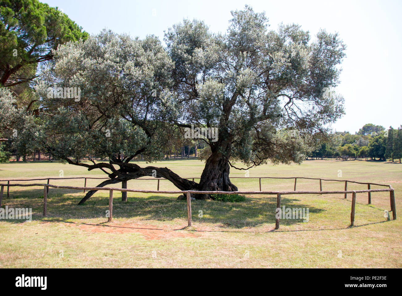 Brijuni, Croatie - Juillet 28, 2018 : avis de l'année 1600 olivier centenaire de l'île de Brijuni, Croatie. L'olivier est l'un des plus anciens de la worl Banque D'Images