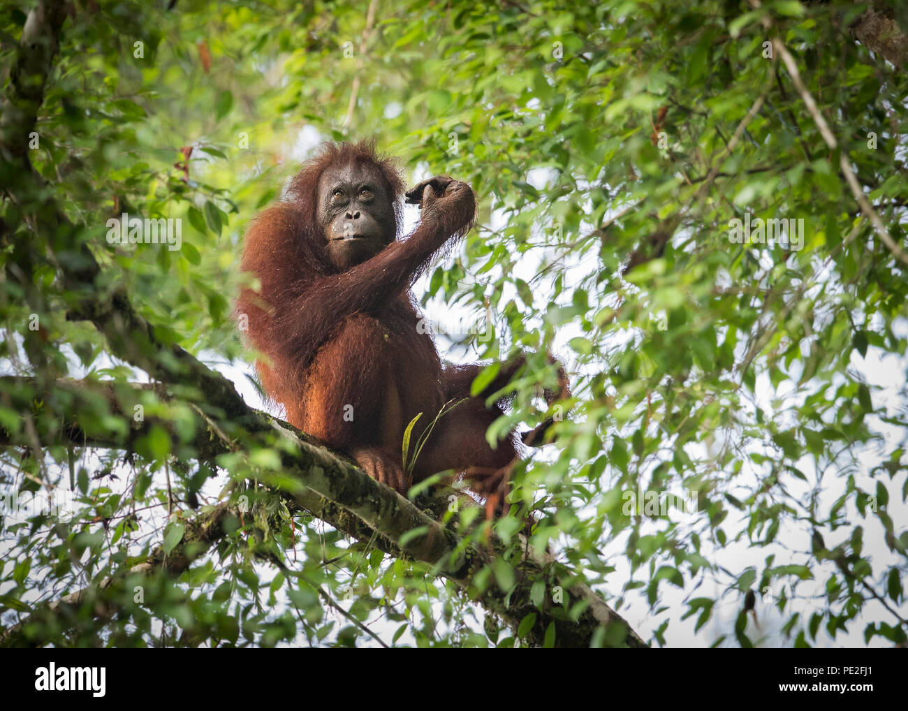 Orang-outan assis dans un arbre Banque D'Images