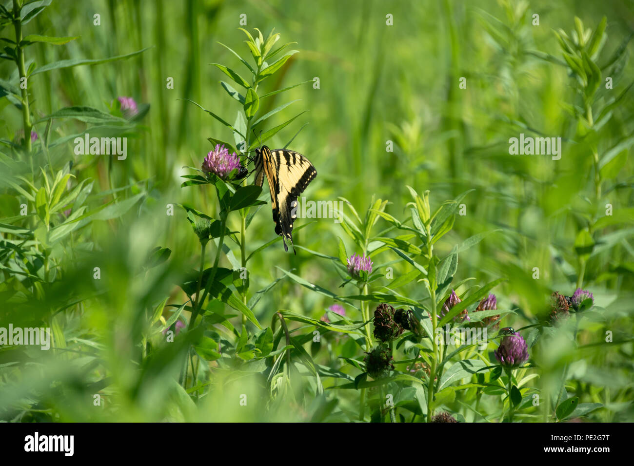 Tiger Swallowtail papillons. Une prairie dans l'Indiana Rural Banque D'Images