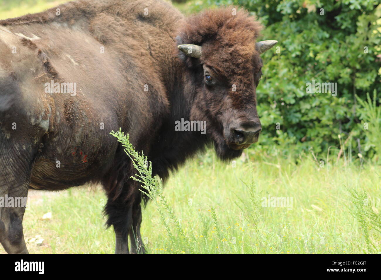 Bison américain looking at camera Banque D'Images