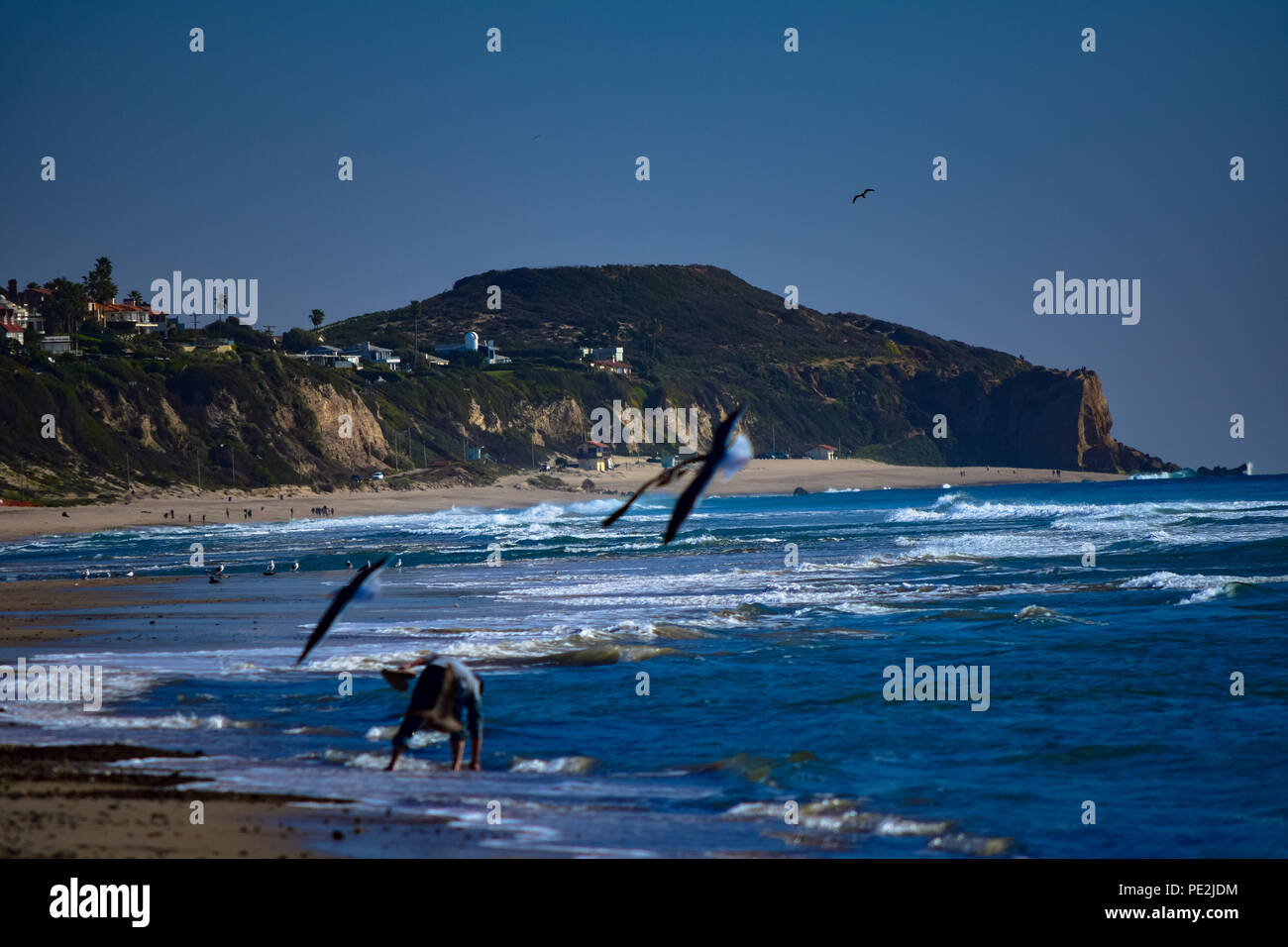 Le Pélican brun en vol et posé sur l'océan Pacifique sur la plage de Malibu, Californie Banque D'Images
