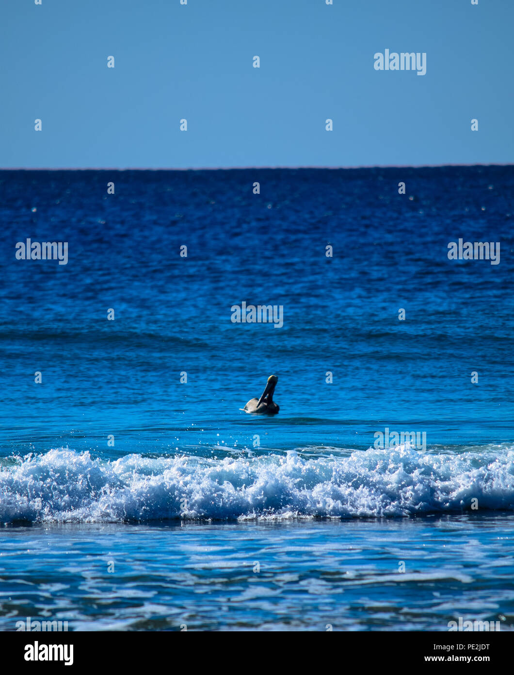 Le Pélican brun en vol et posé sur l'océan Pacifique sur la plage de Malibu, Californie Banque D'Images