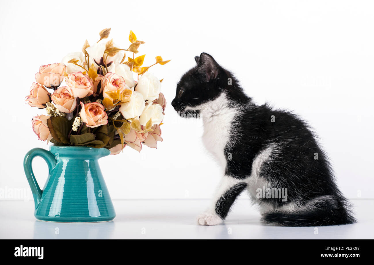 Mignon Petit Chaton Noir Et Blanc Jouant Avec Des Fleurs