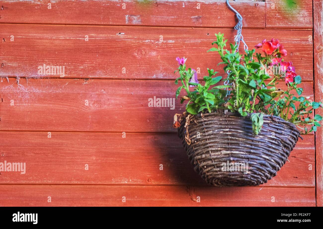 Jolies plantes Banque D'Images
