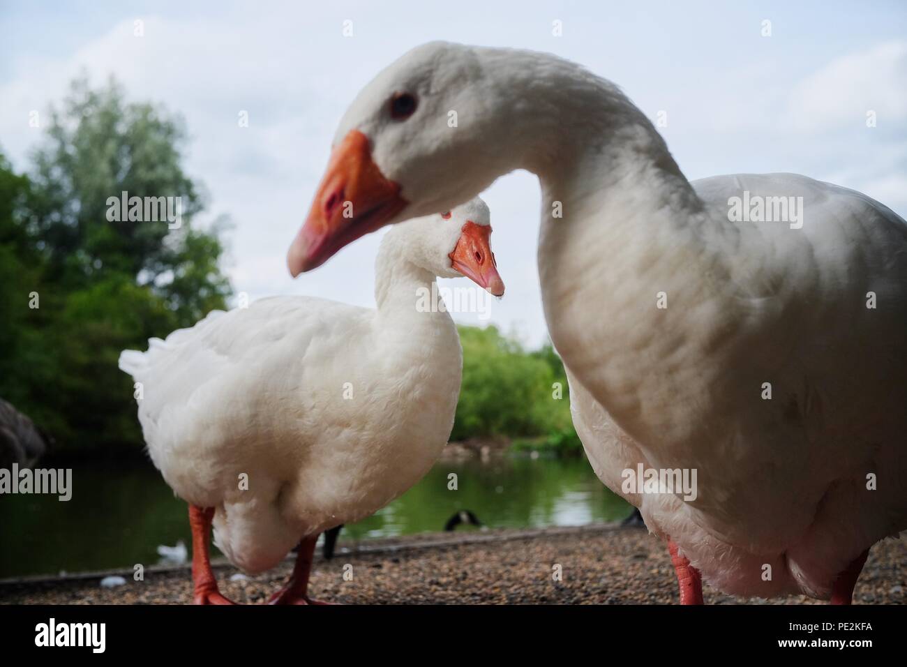 Certains animaux en Angleterre Banque D'Images