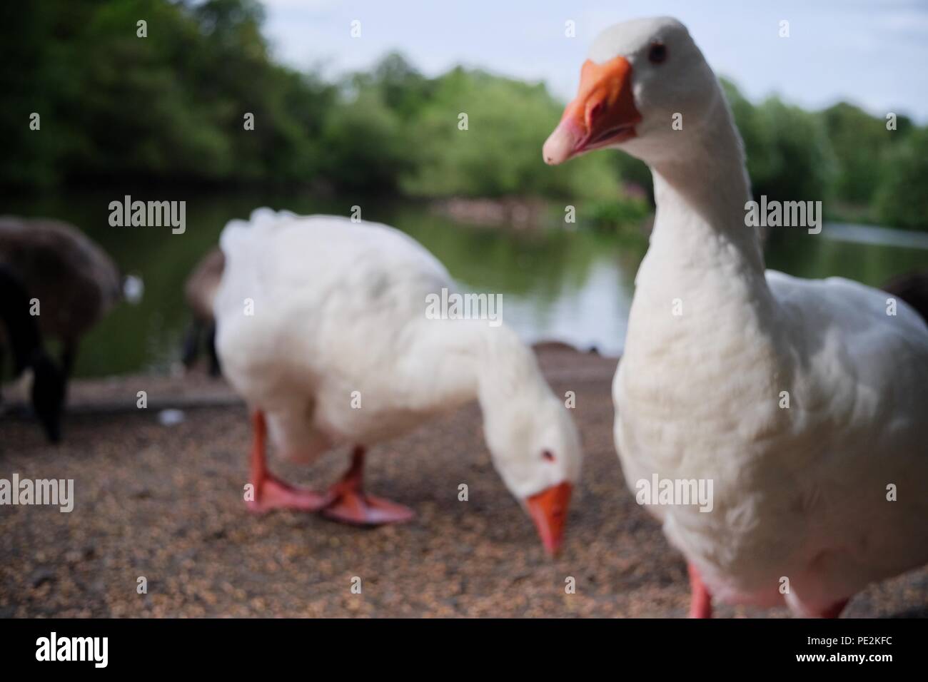 Certains animaux en Angleterre Banque D'Images