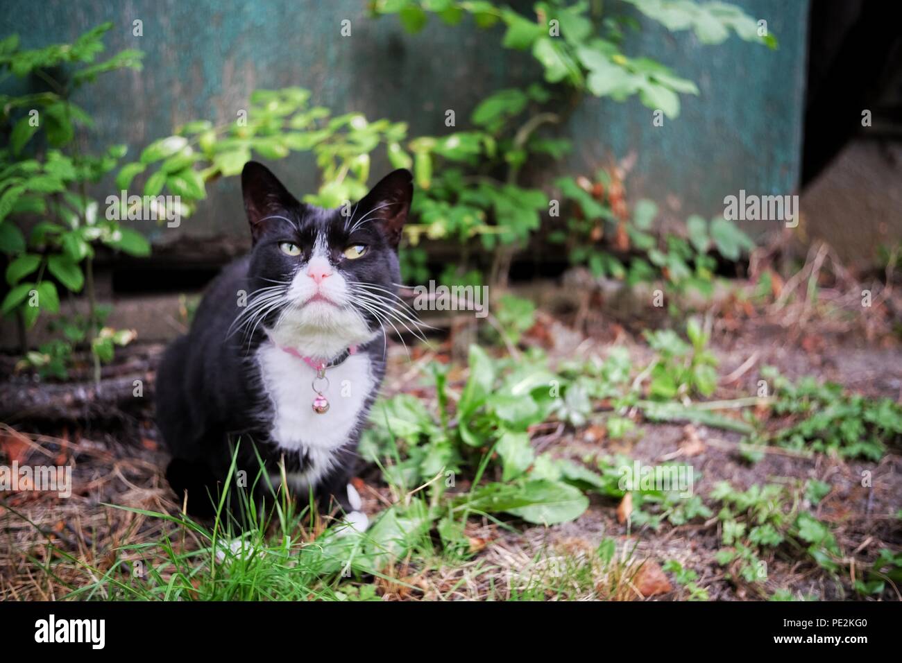 Certains animaux en Engalnd Banque D'Images