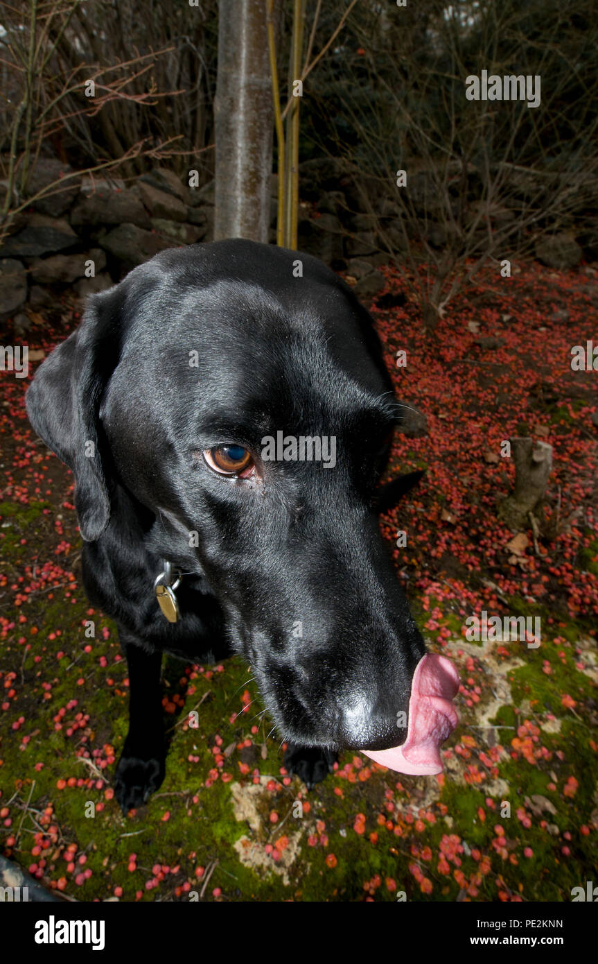 Labrador noir de lécher le nez Banque D'Images