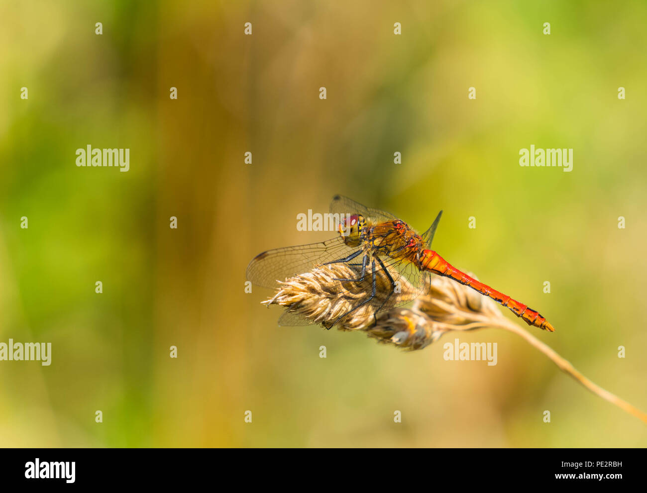 Dard (Ssypetrum commun striolatum) Dragonfly RSPB Wetlands Newport Gwent UK. Juillet 2018 Banque D'Images