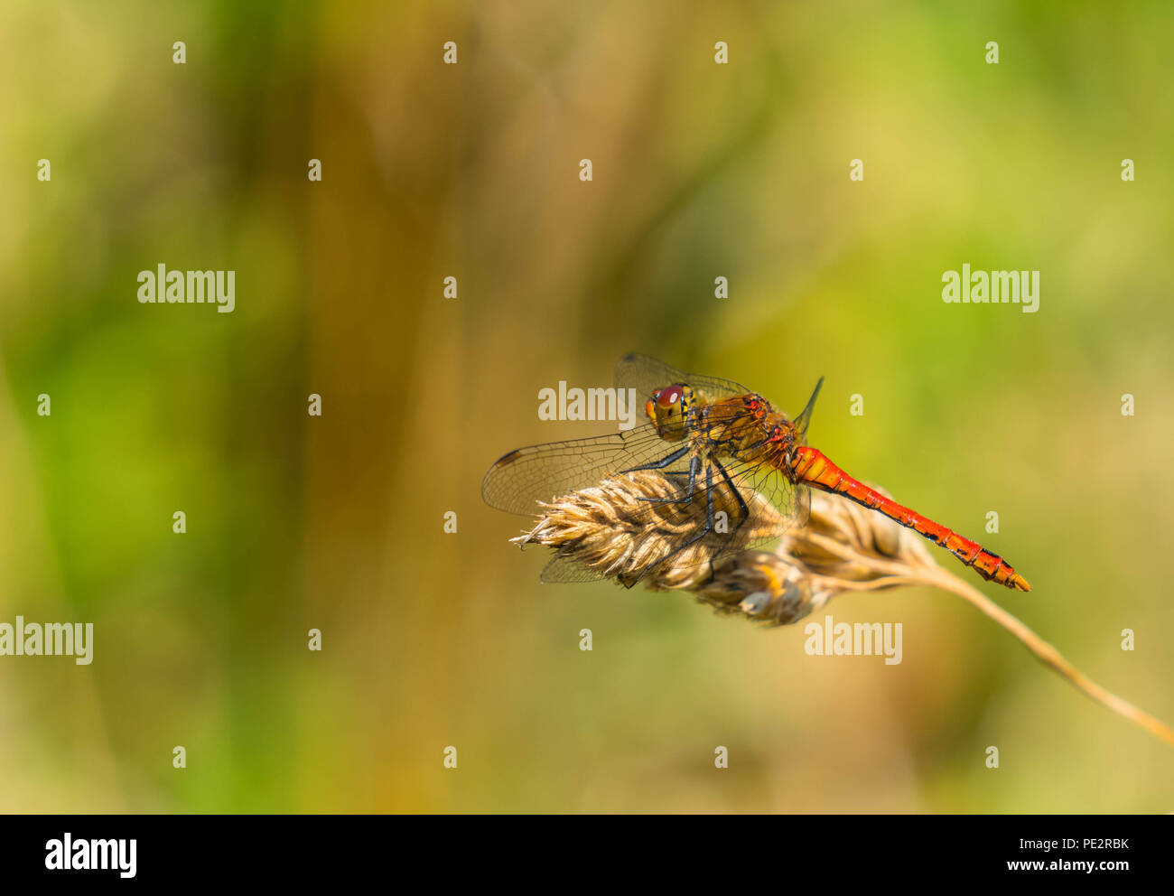 Dard (Ssypetrum commun striolatum) Dragonfly RSPB Wetlands Newport Gwent UK. Juillet 2018 Banque D'Images