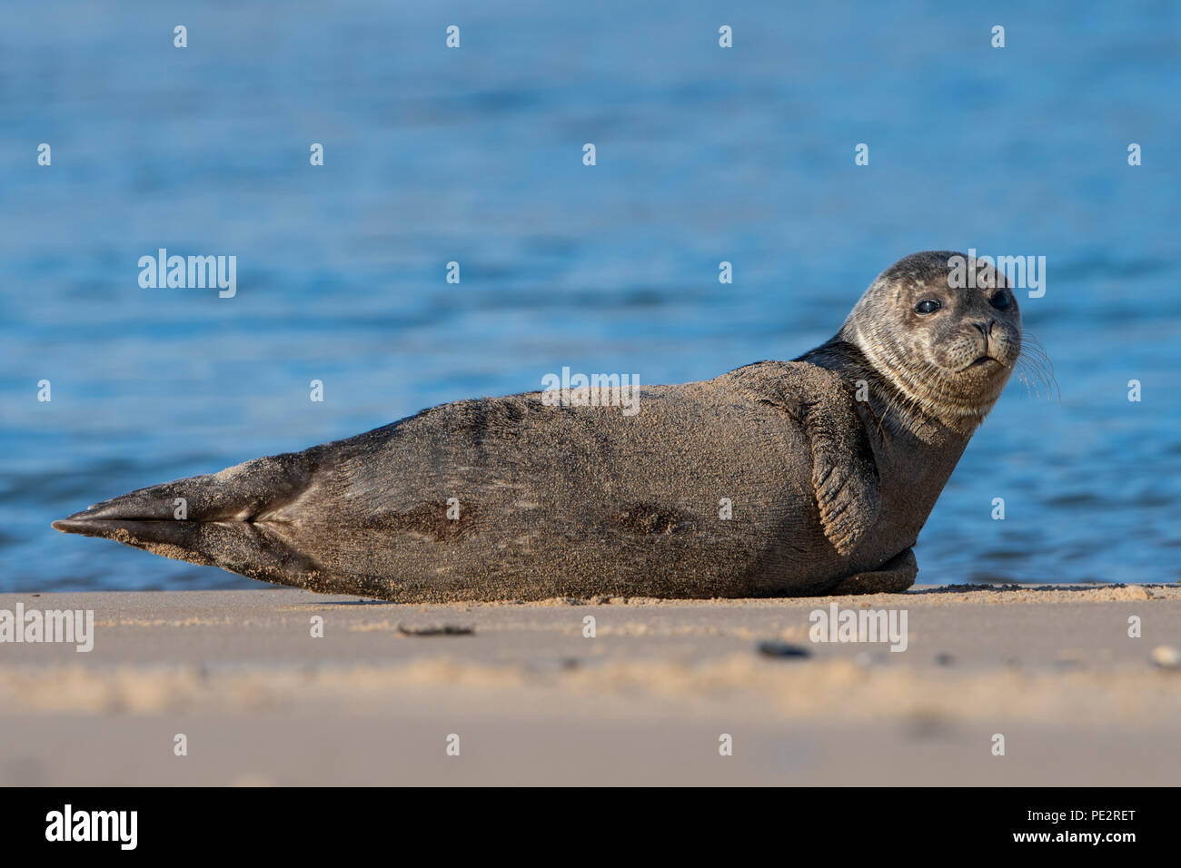 Un Phoque commun (Phoca vitulina) relaxing on beach at Coul Liens. Loch Fleet, Sutherland, Scotland, UK Banque D'Images