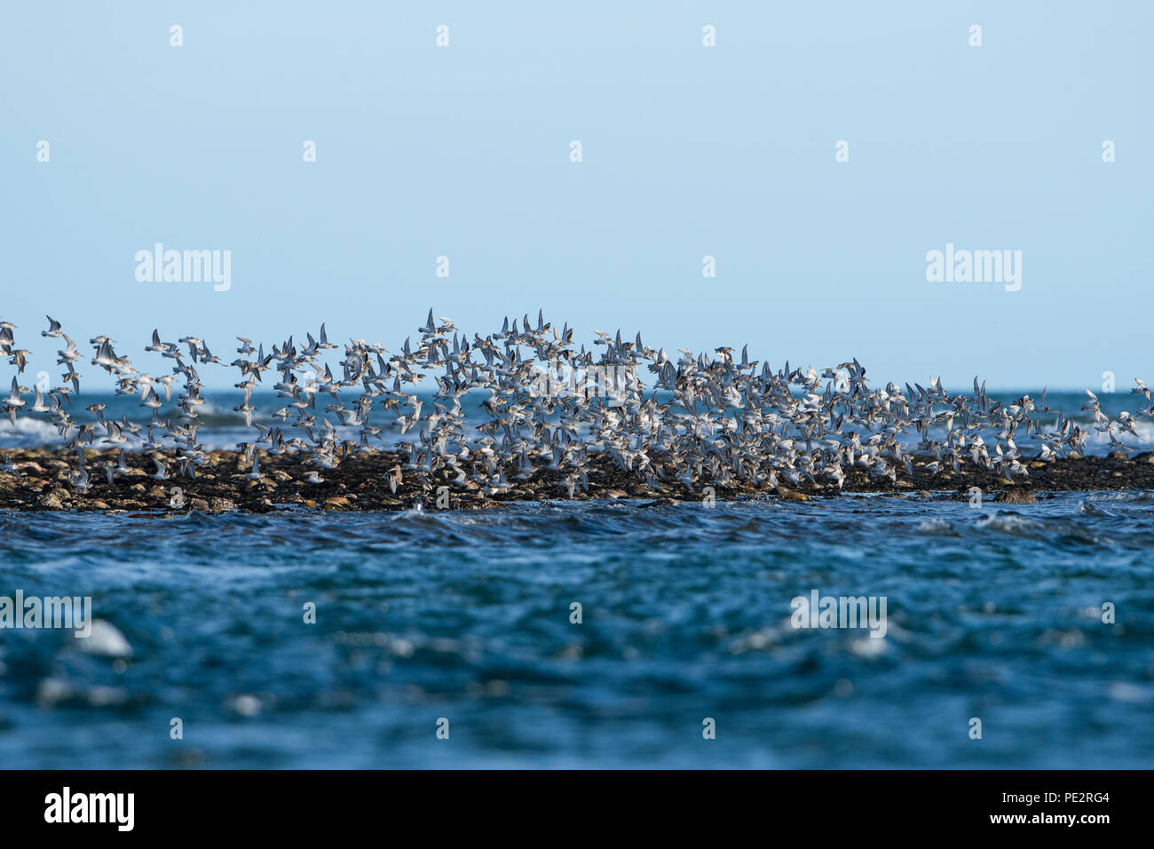 Un troupeau de Bécasseau variable (Calidris alpina) battant sur le Loch Fleet, Sutherland, Scotland, UK Banque D'Images