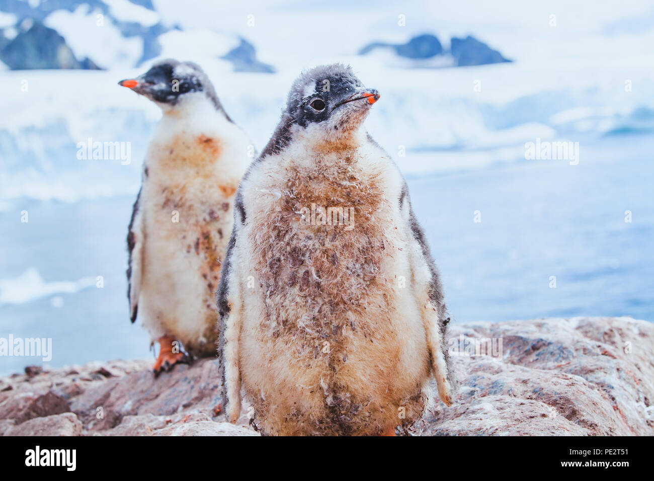 Sale cute penguin chics dans l'Antarctique Banque D'Images